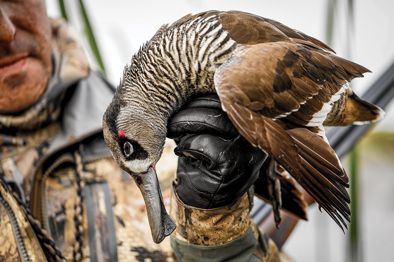 dead duck held up by hunter in background