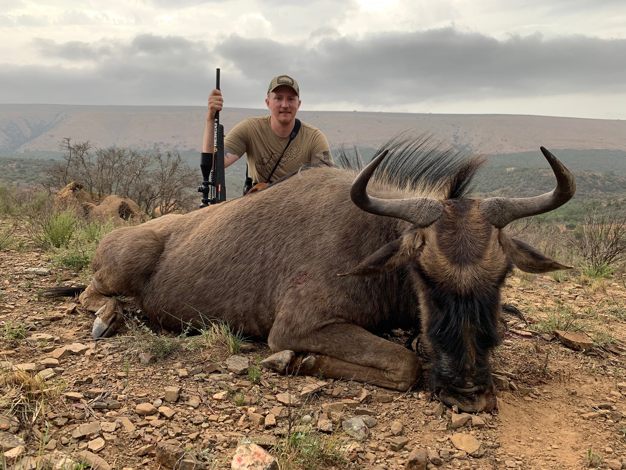 Wildebeest hunt.