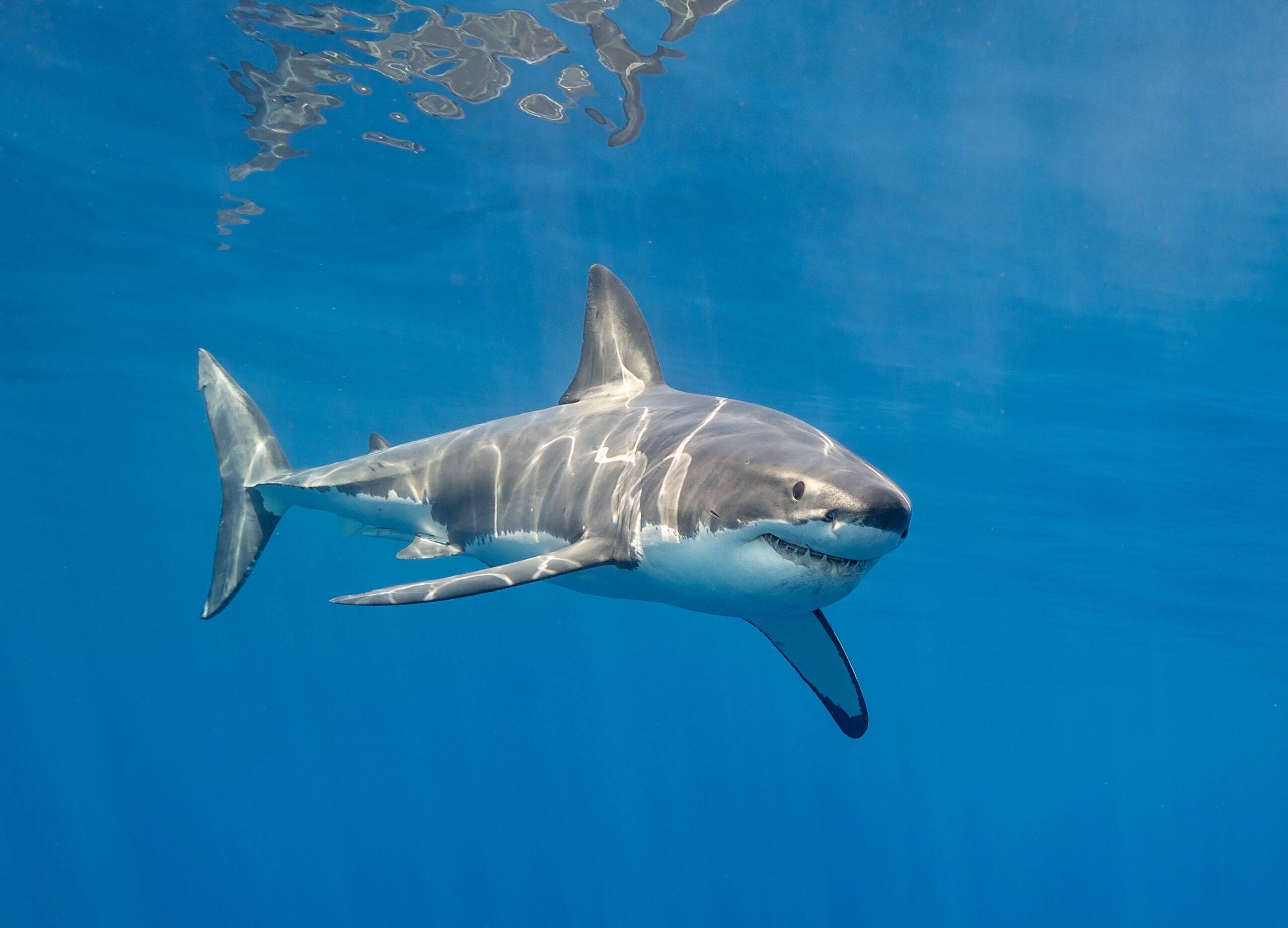 How Long Do Sharks Live? Afield Daily