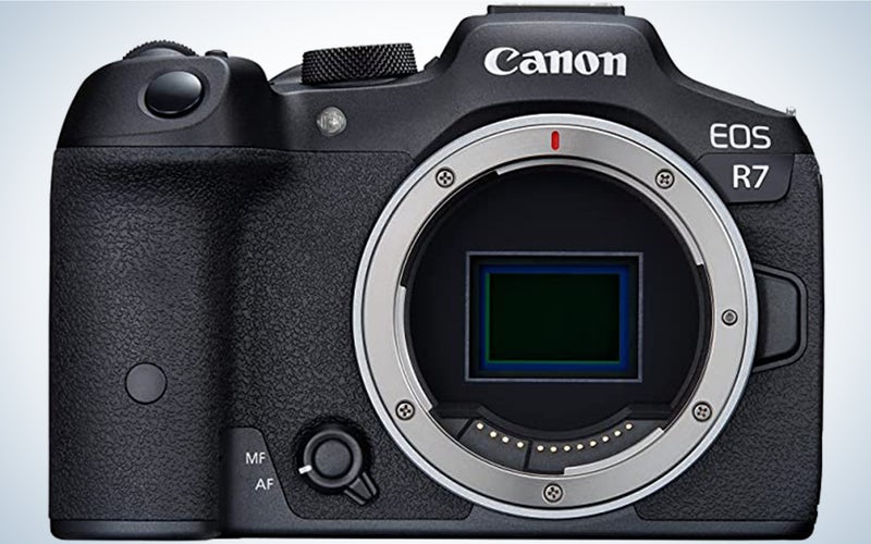 The Canon EOS R7 is one of the best cameras for wildlife photography.