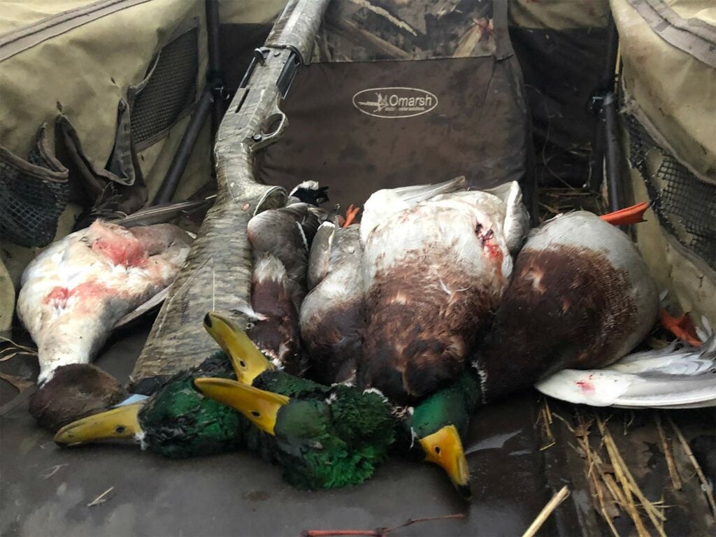 A limit of green-head mallard ducks in the back of a truck.