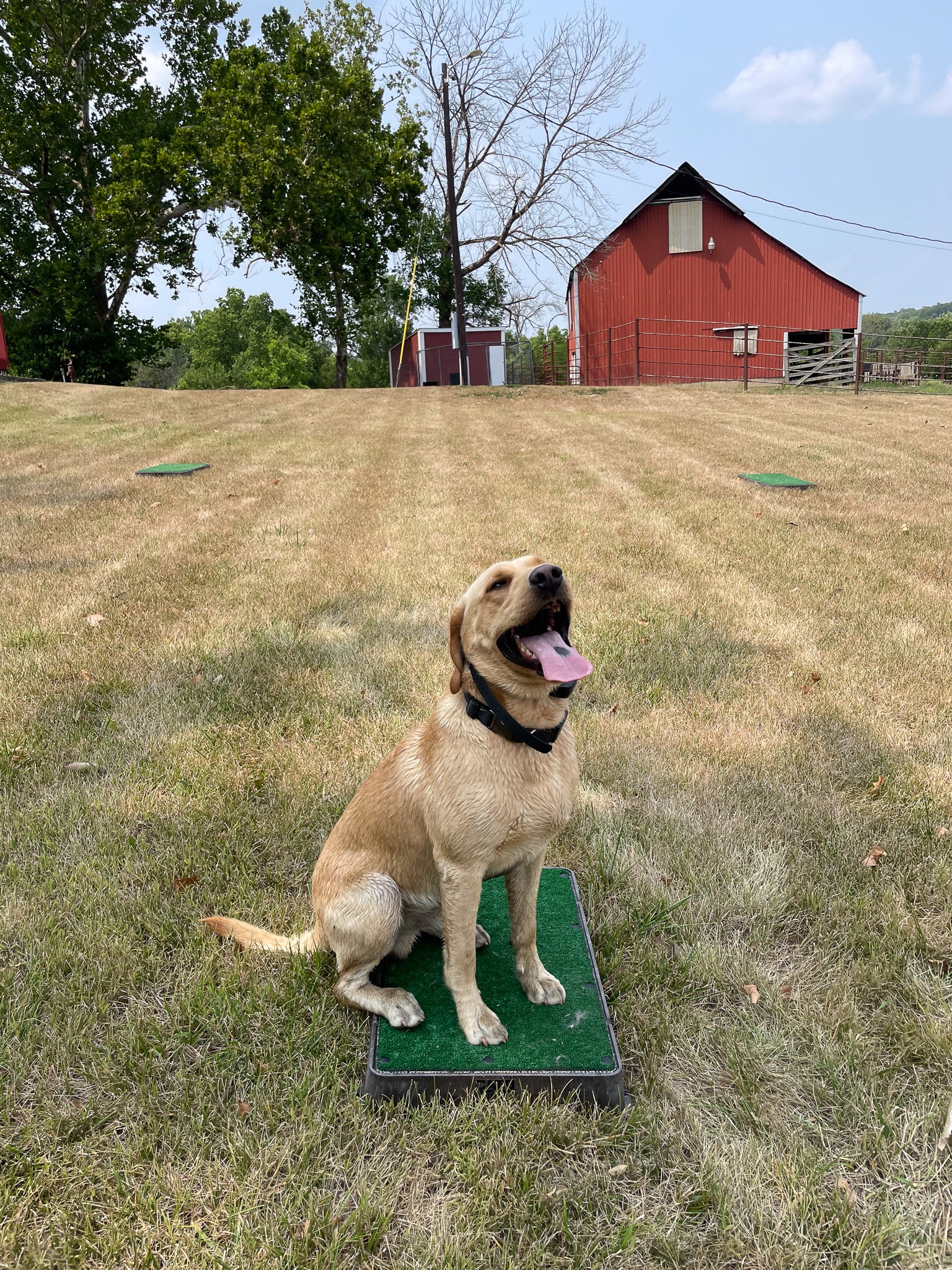 English vs American Labs are easy to train.