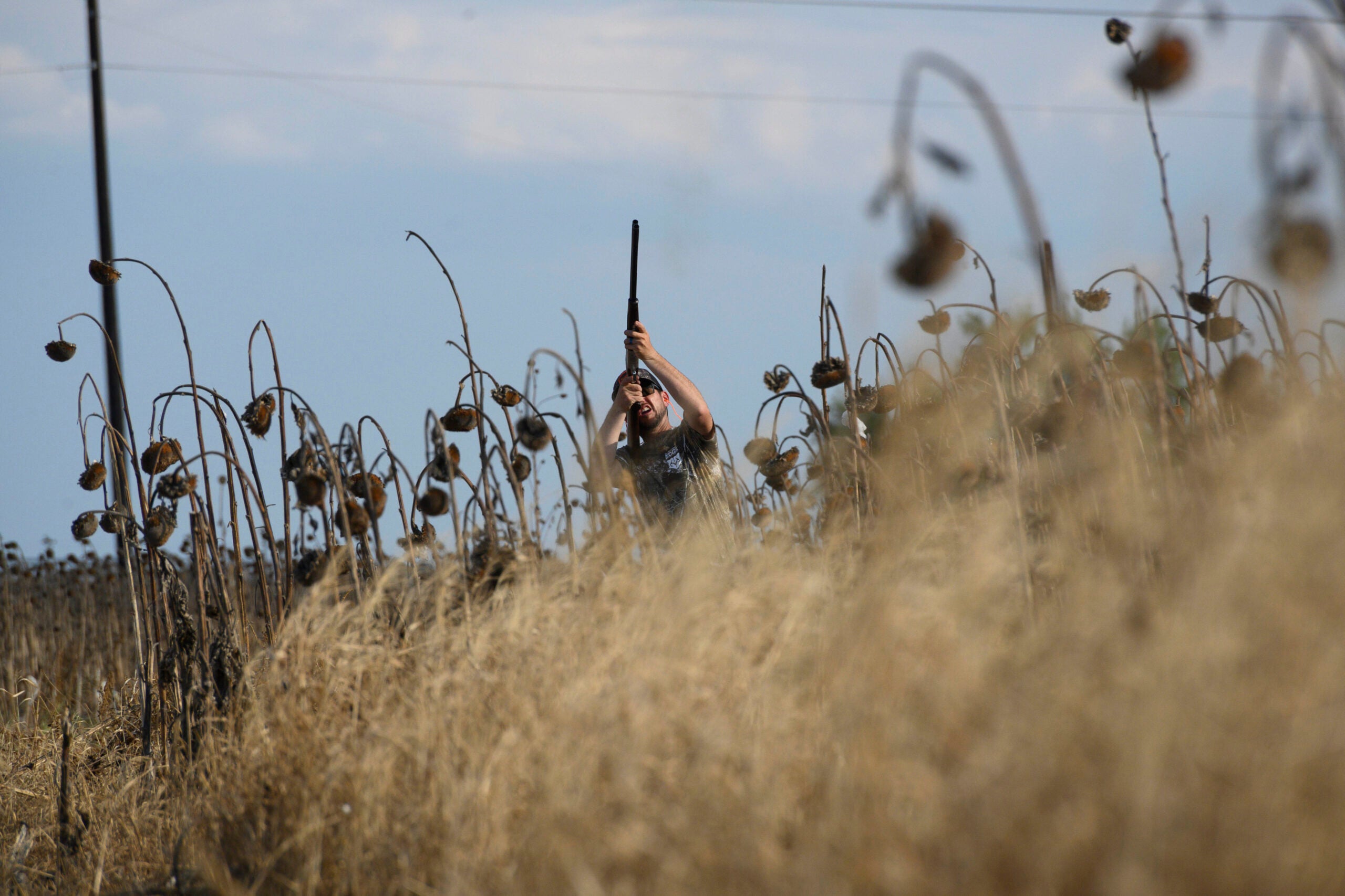 Concealment will help keep doves from flaring.