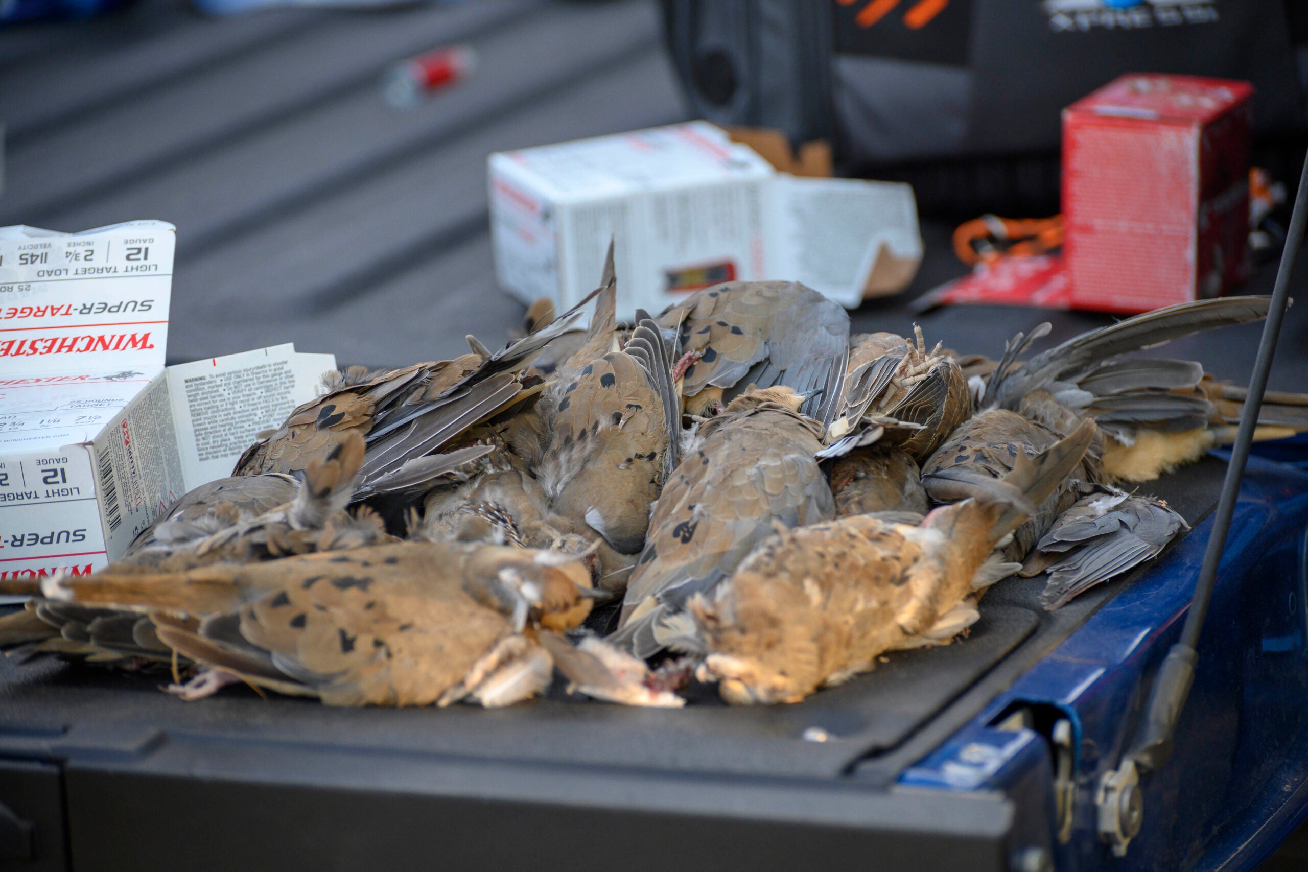 Don't give up on dove season.