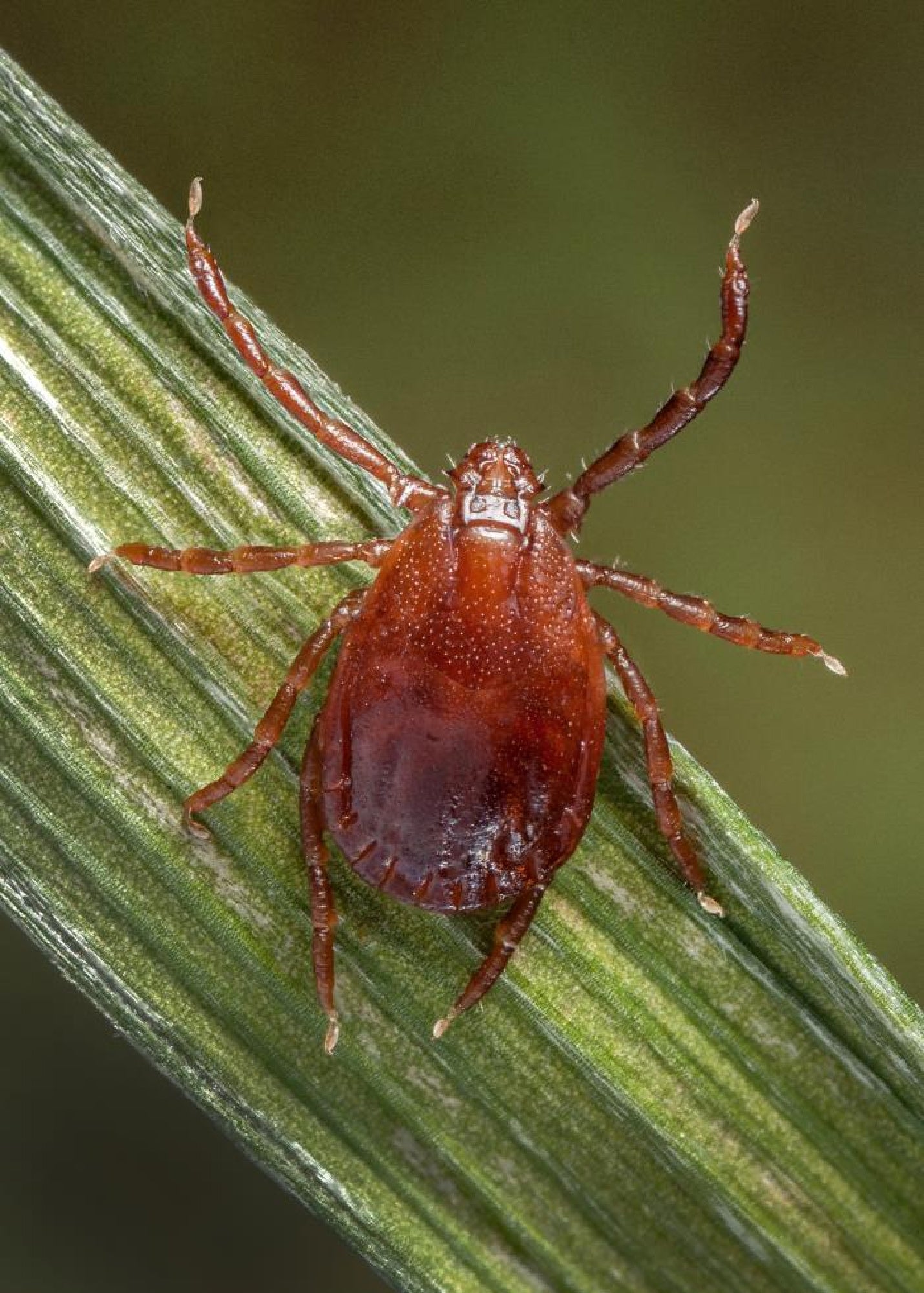 Asian longhorned tick