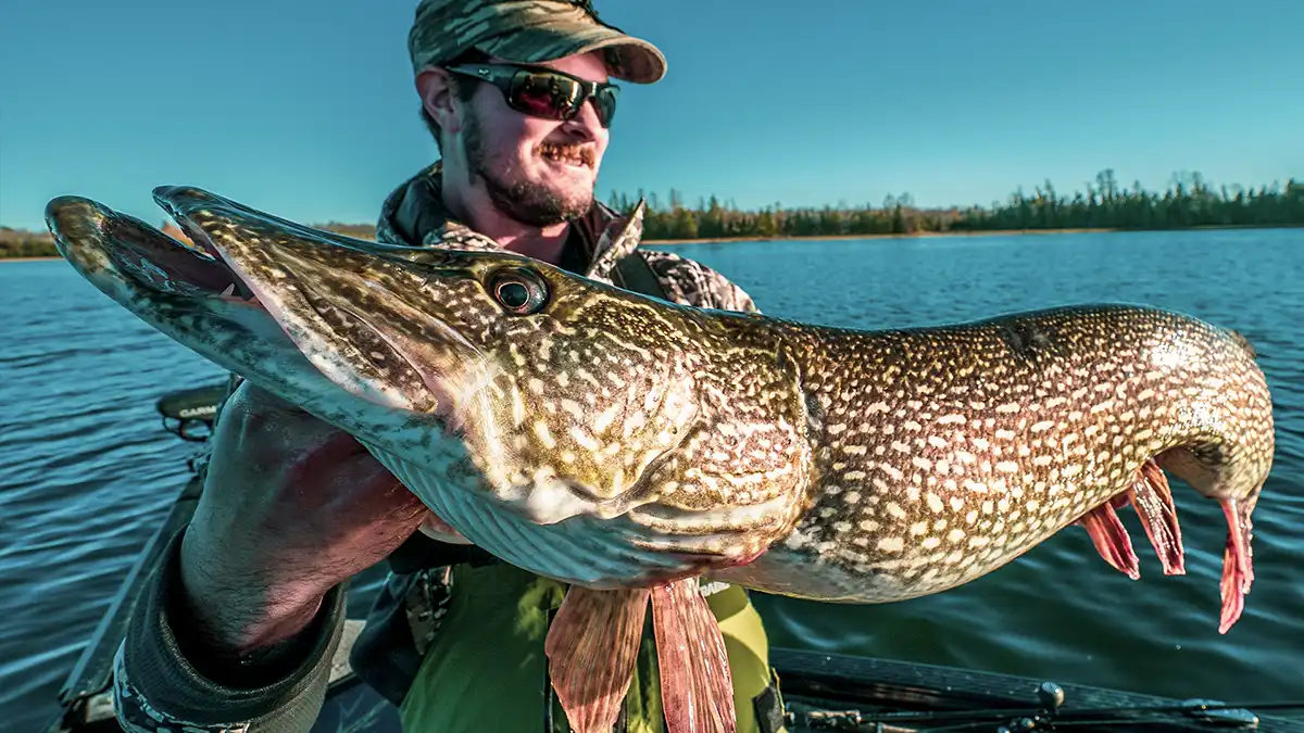 Northern Pike A Comprehensive Species Guide Afield Daily