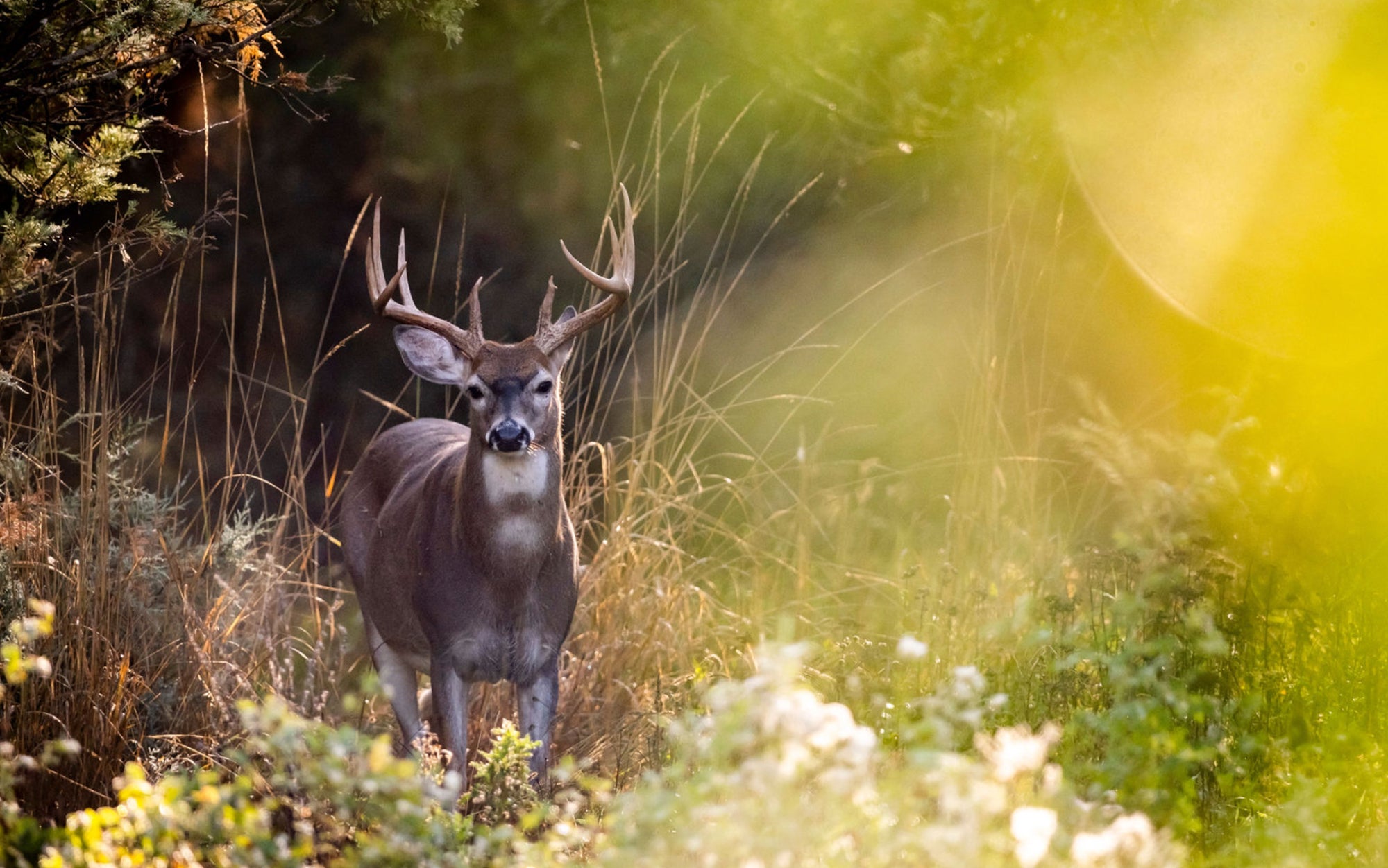 Deer stands in tall grass.