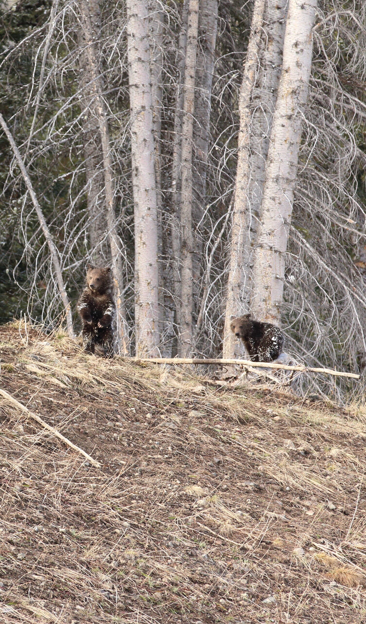 young grizzly bear cubs
