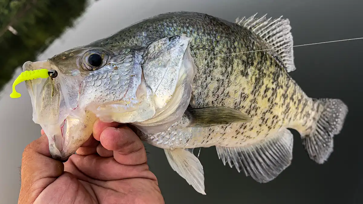 lunkerhunt fish bone bait jar gets bit by big crappie