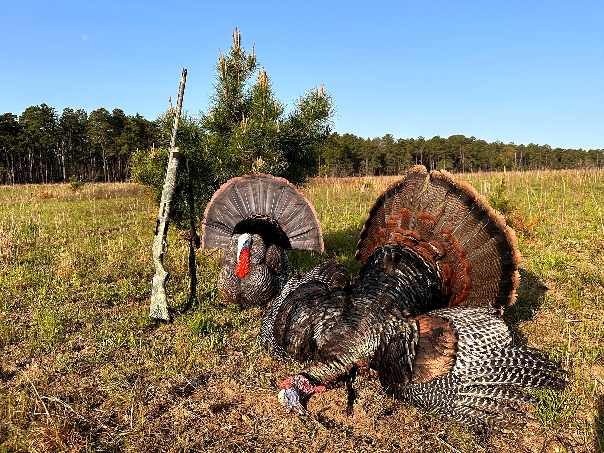 new york record gobbler 3