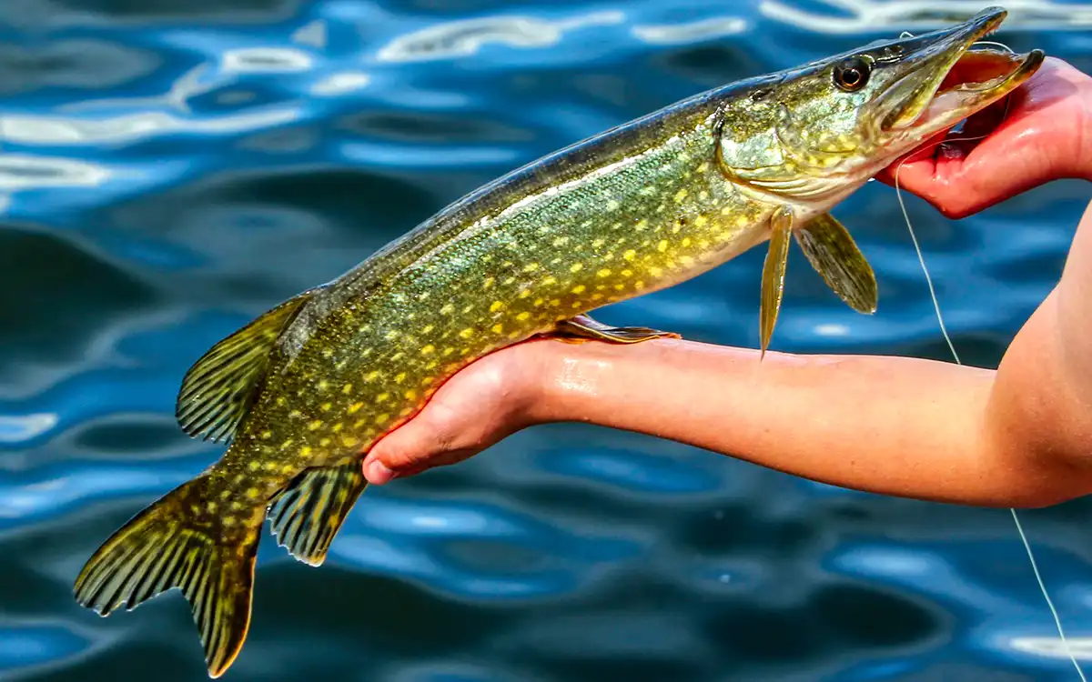 northern pike catch