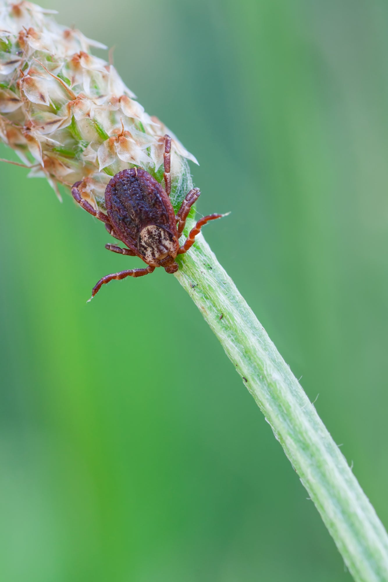 types of ticks: rocky mountain wood tick