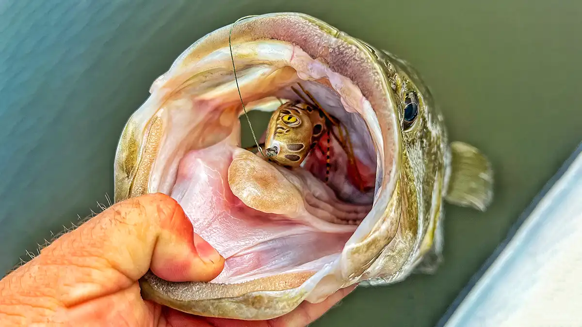 scum frog launch frog gets eaten