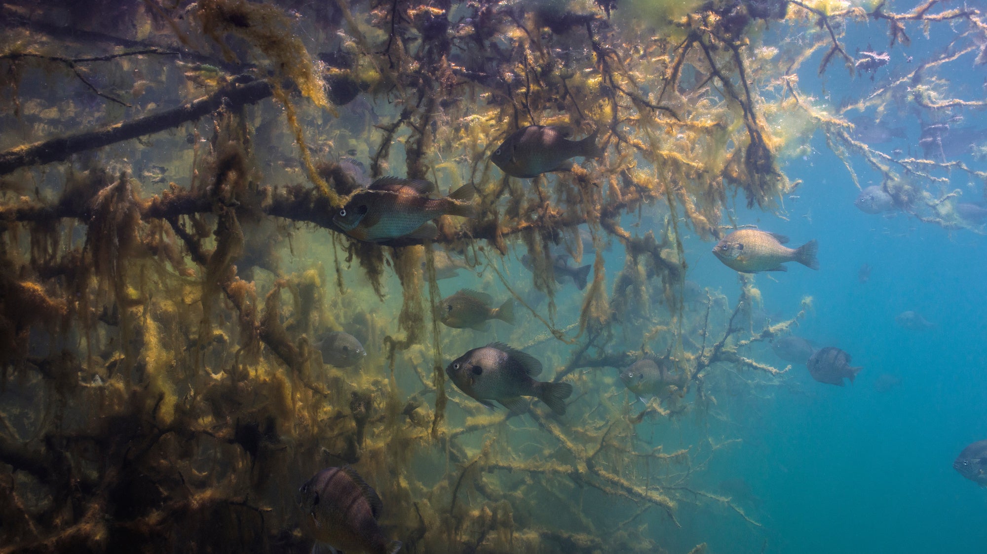 sunfish vs bluegill 3