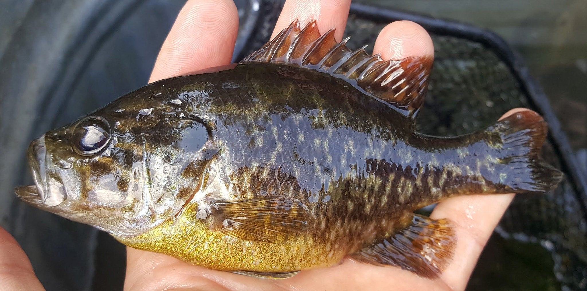 Sunfish vs Bluegill Identification Guide | Afield Daily