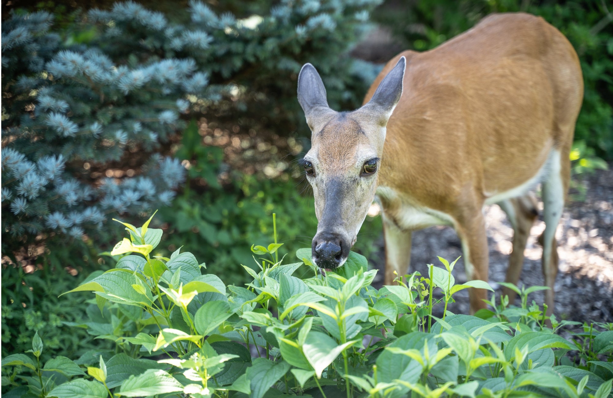 whitetail doe eating plants
