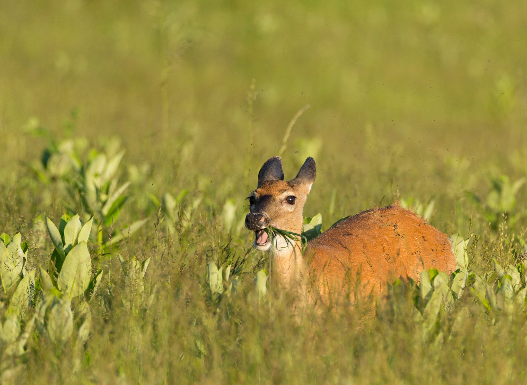 A whitetail deer eats grass in Tennessee.