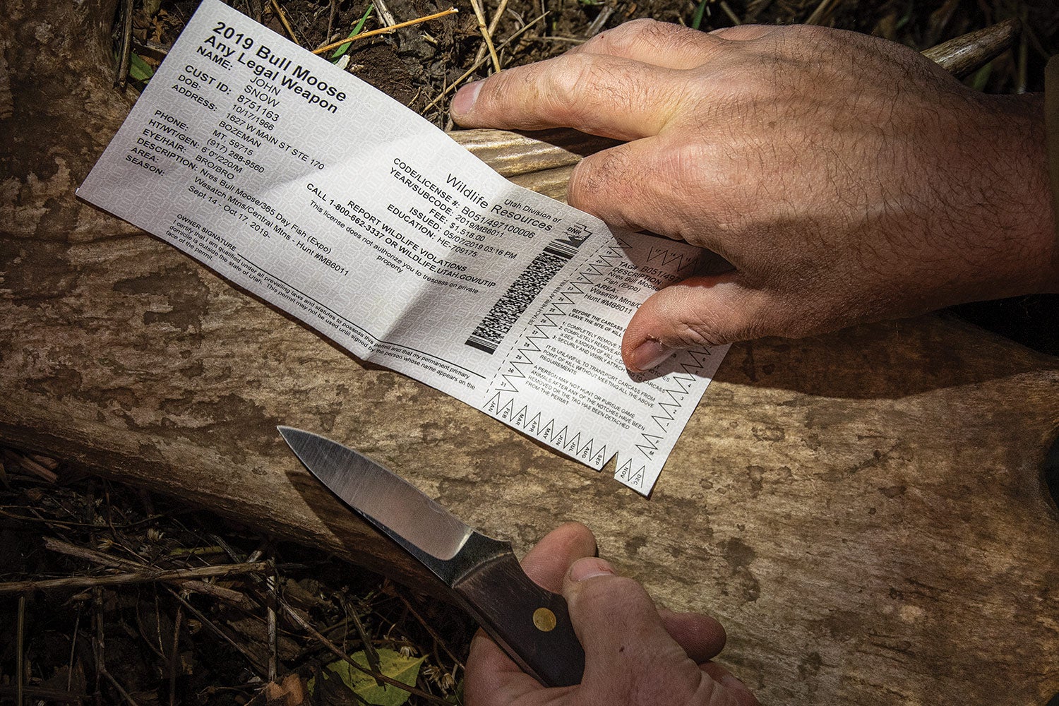 close-up of moose tag with notch, hands holding tag and knife.