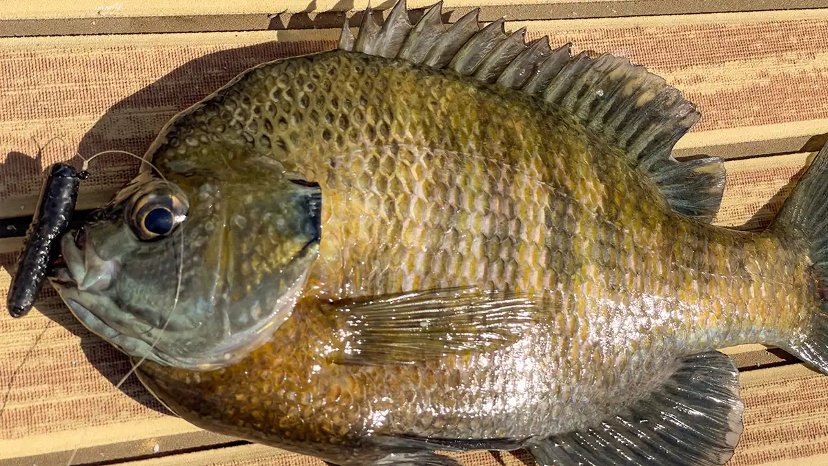 bluegill on micro finesse trd