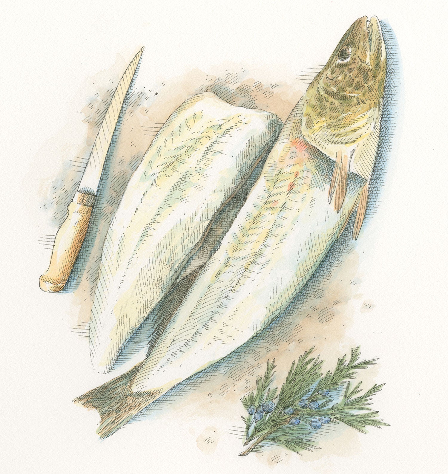 walleye, walleye fillet, fillet knife