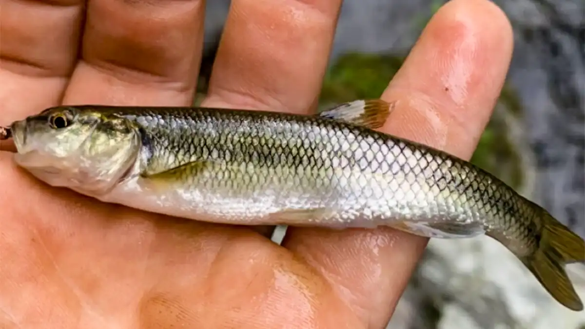 creek chub fishing for trout