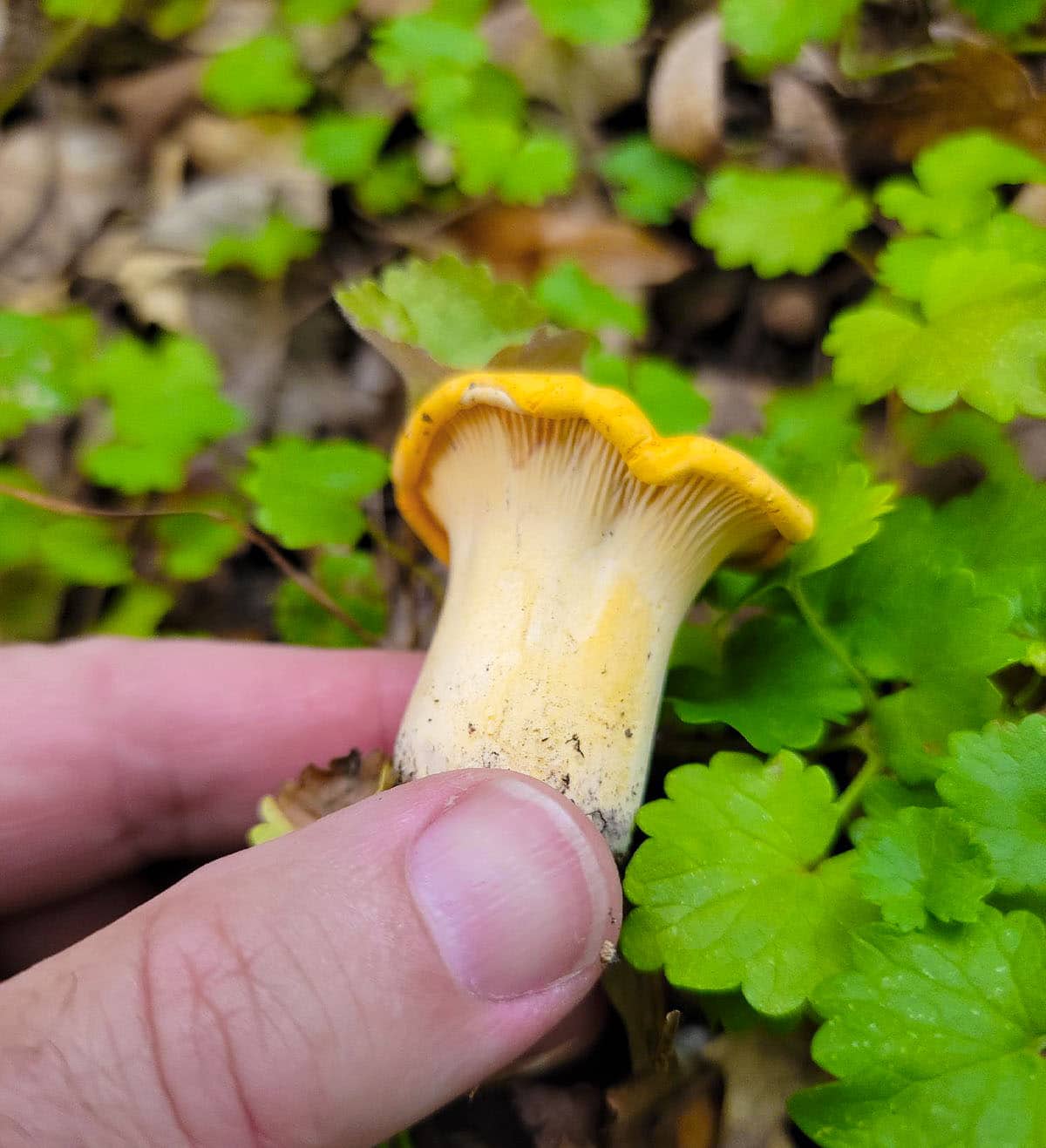 A pretty little chanterelle mushroom from Minnesota.