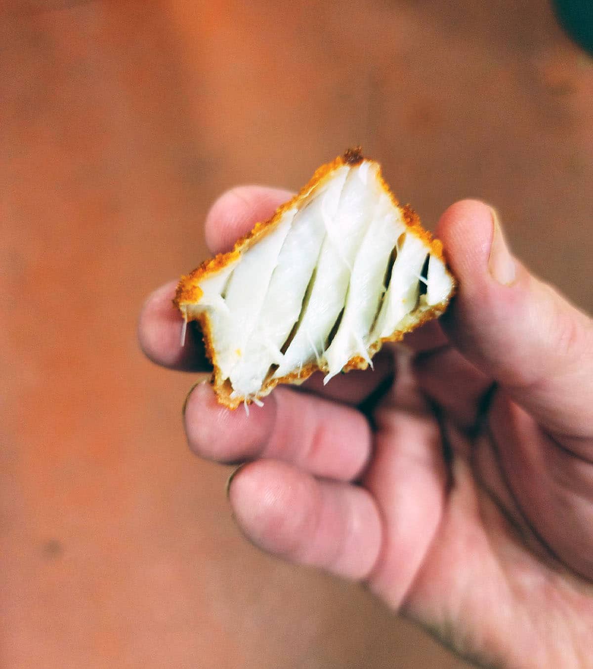 Fried burbot, showing the flake of the fish. 0