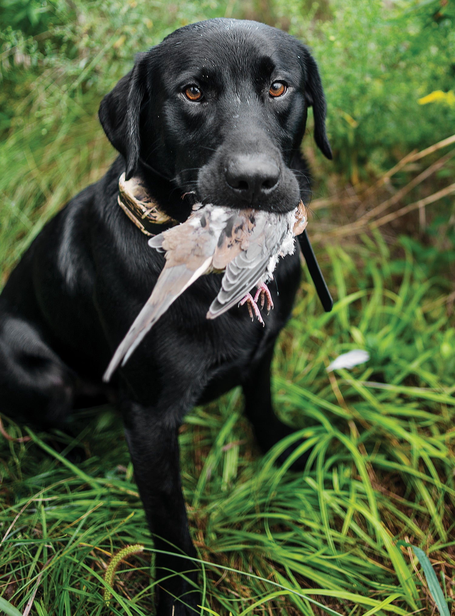 black lab sitting in grassy area holds dove in mouth