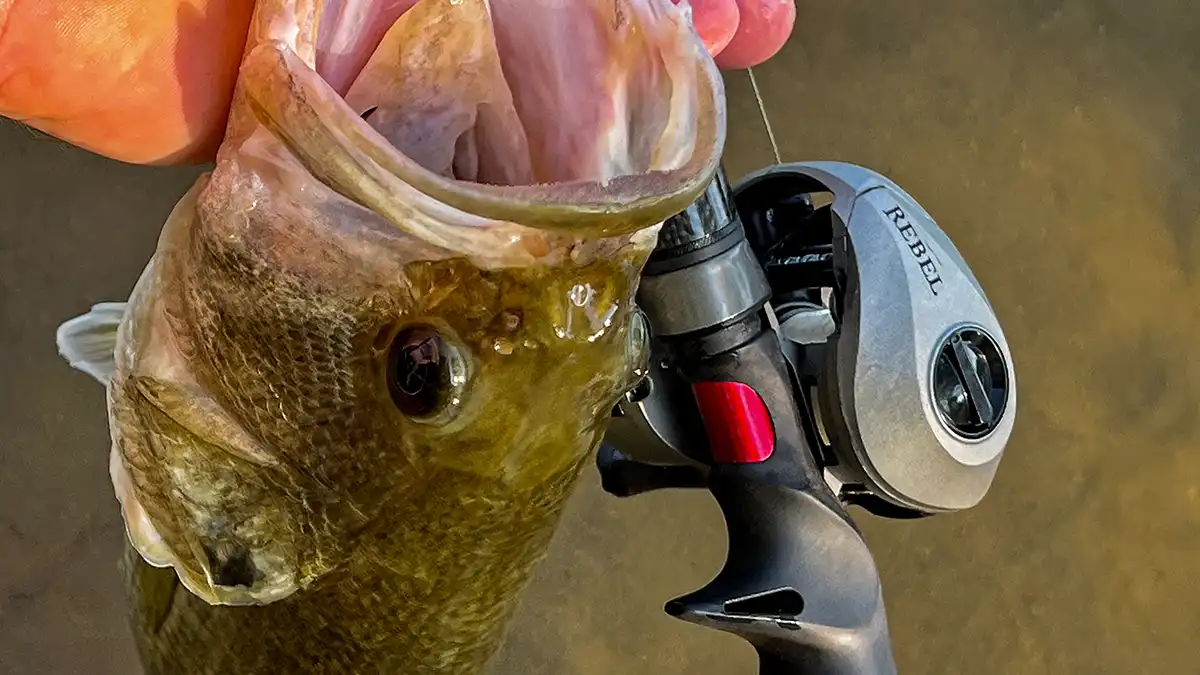 nice bass on sixgill rebel