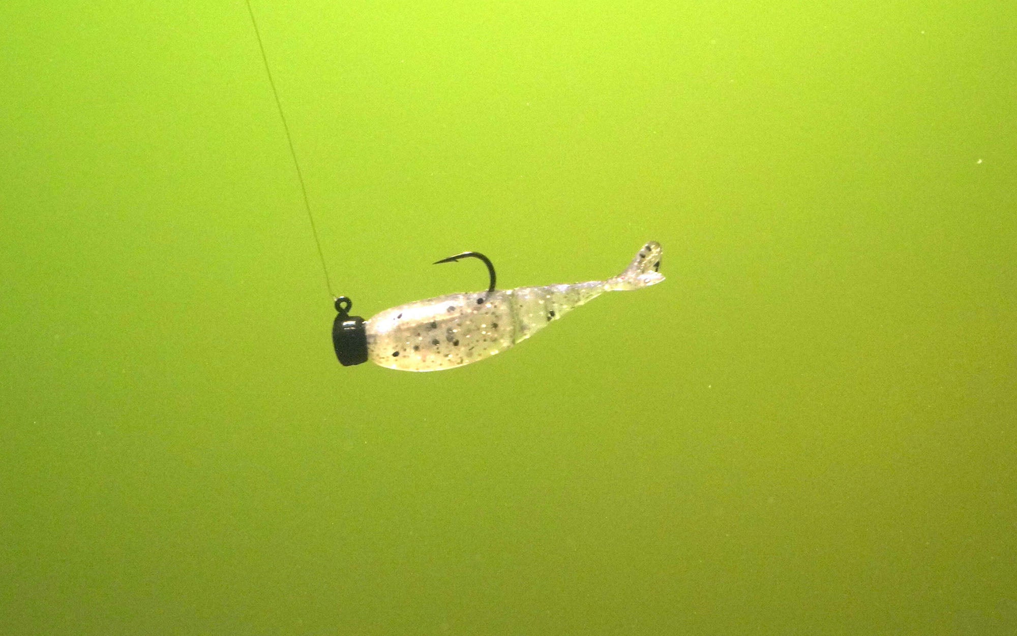 he Z-Man Micro Finesse Shad FryZ
is underwater.