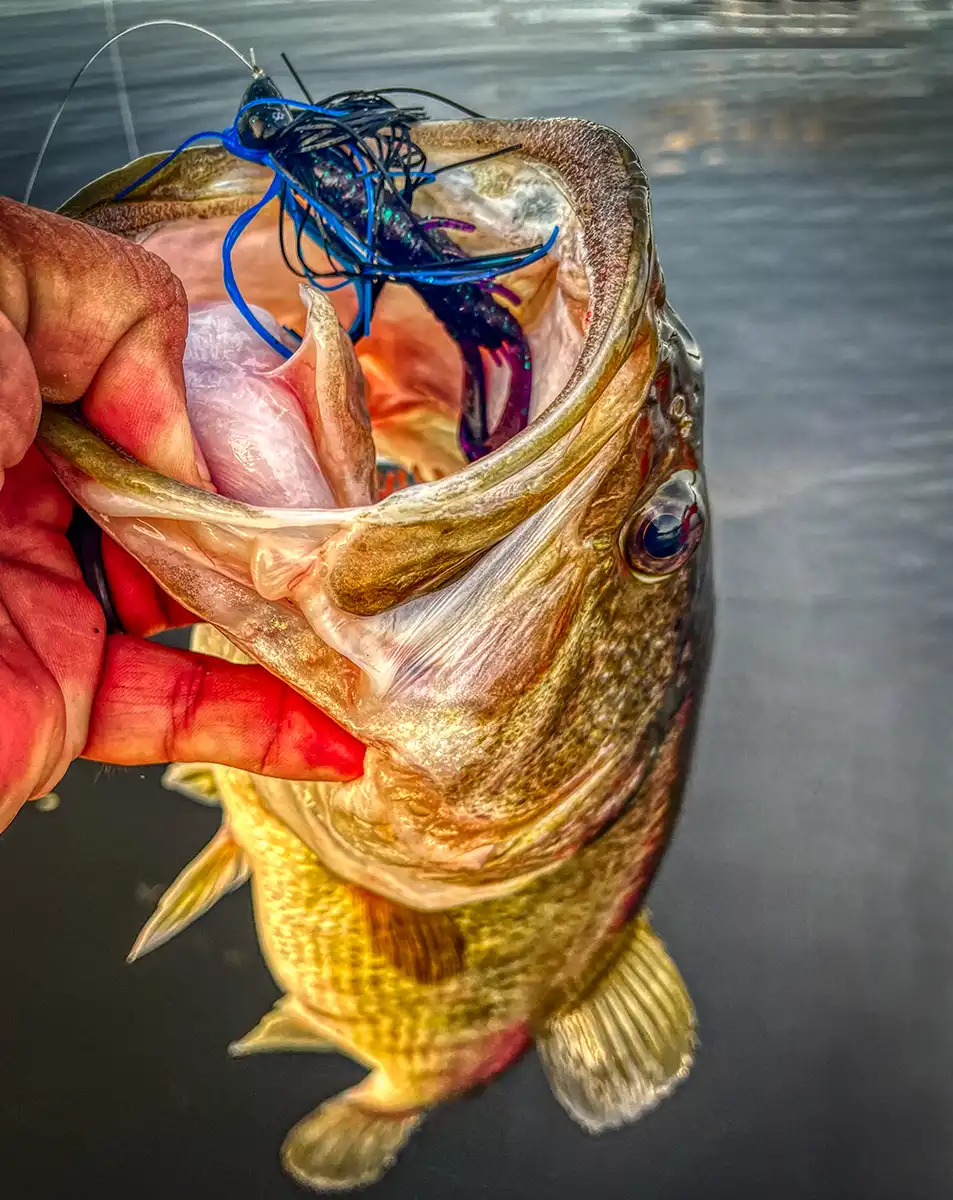 strike king rage scounbug big bass