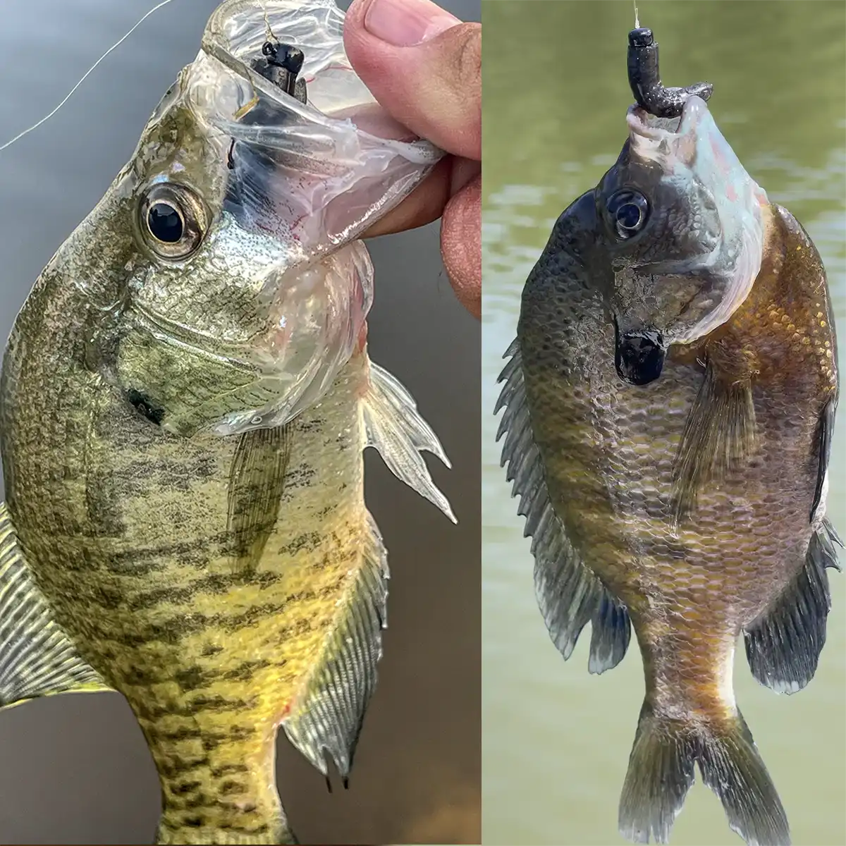 crappie and bluegill
