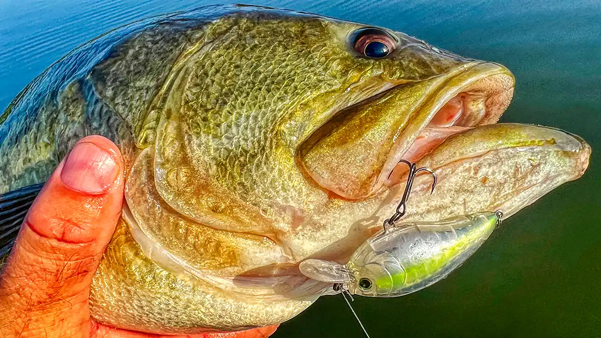 yo-zuri 3dr-x sr crank