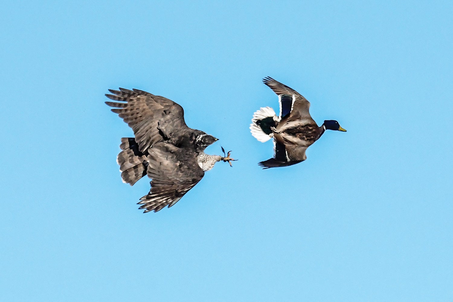 Sladen photographed this mature northern goshawk—what Hashbrown will look like once he molts and his adult feathers grow in—as it closed in on a drake mallard during the falconry duck season.