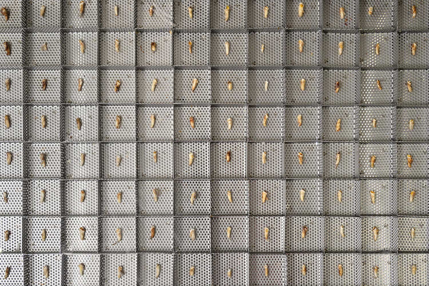 animal teeth arranged on a metal tray for cleaning