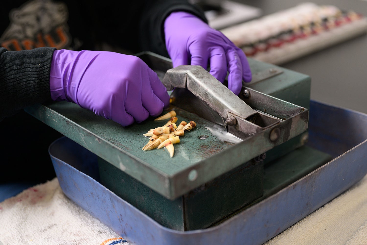 separating tooth crown from root