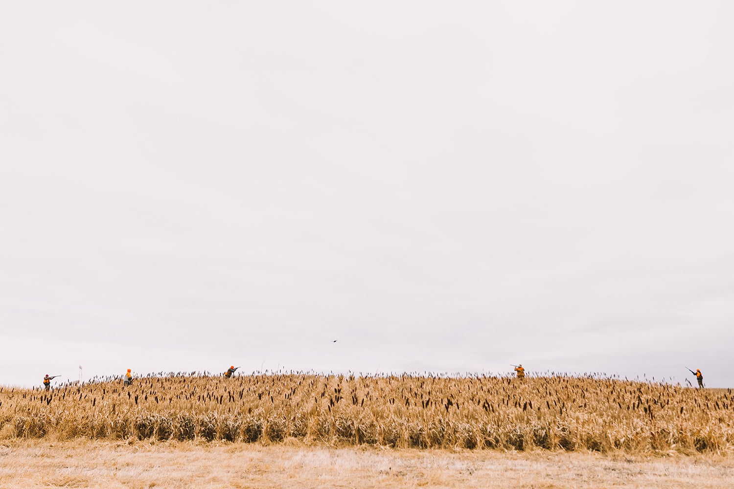 four hunters in field shoot at flying pheasant