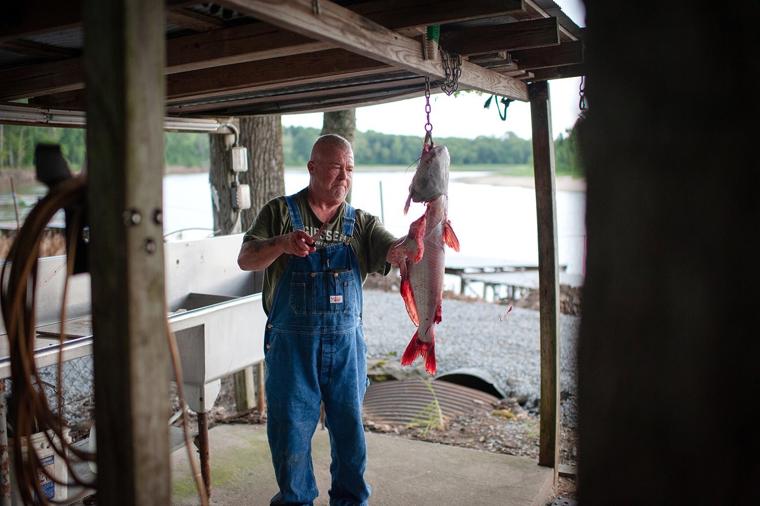 Trotliner skins and cleans large catfish by haning it from shed roof beam