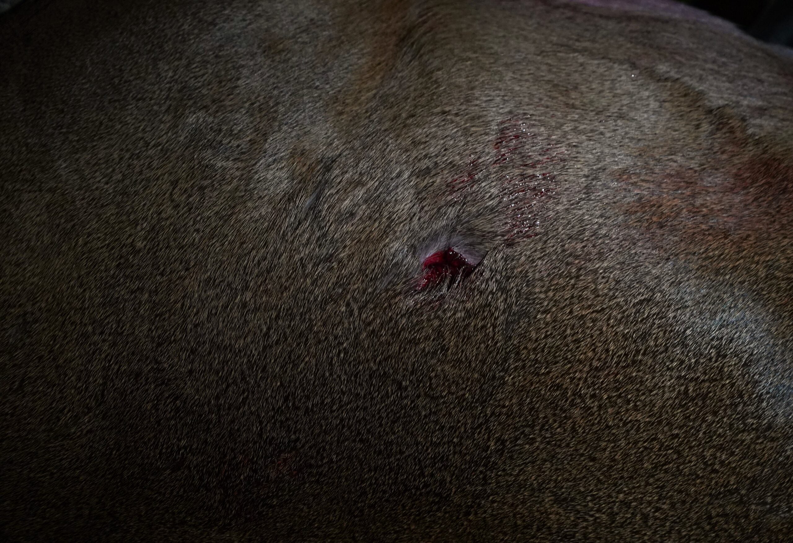 Bow Hunting Gear photo