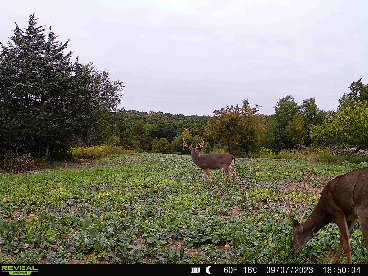 trail-camera photo of the big buck feeding in food plot