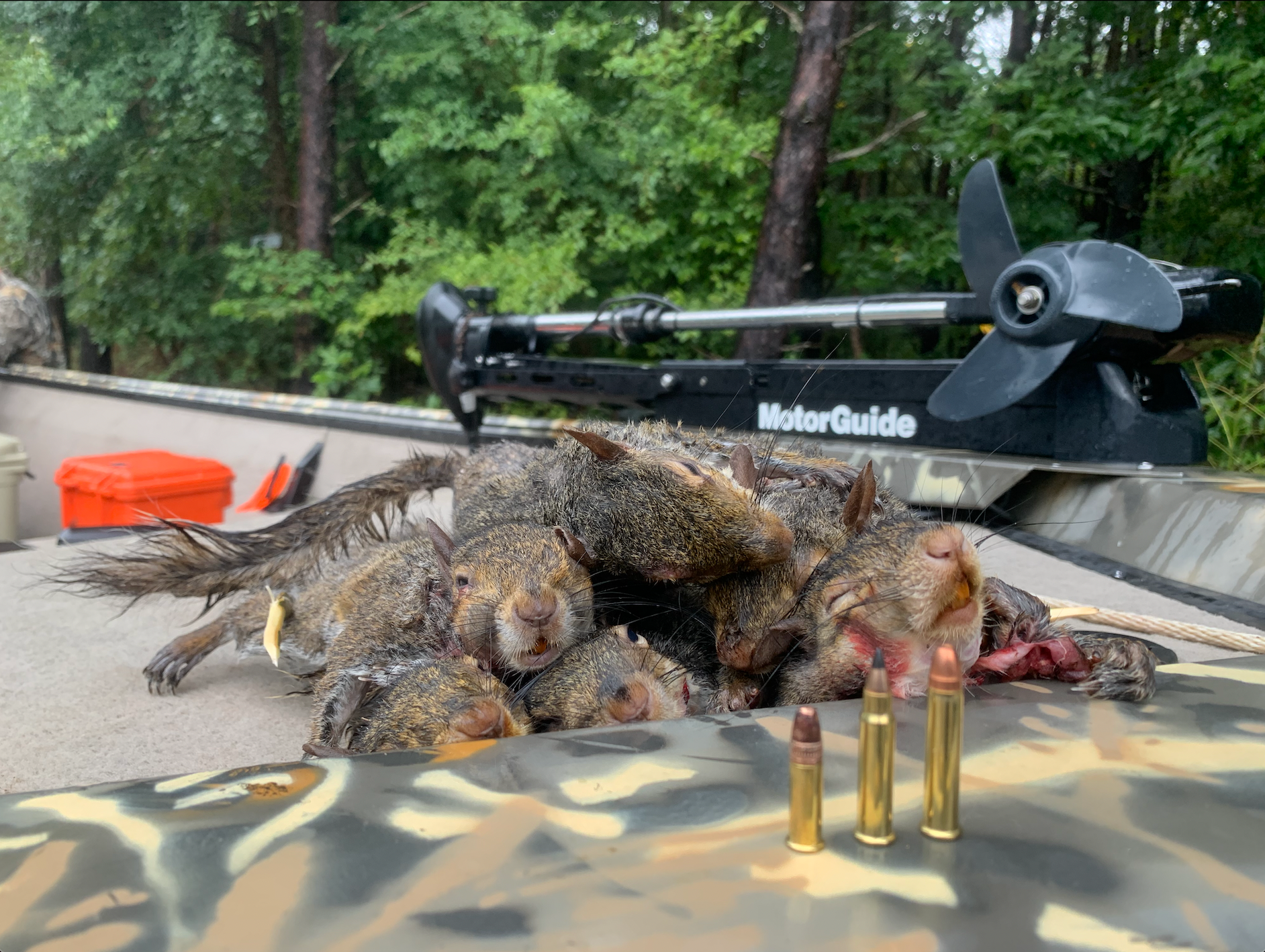 A limit of Kentucky squirrels.