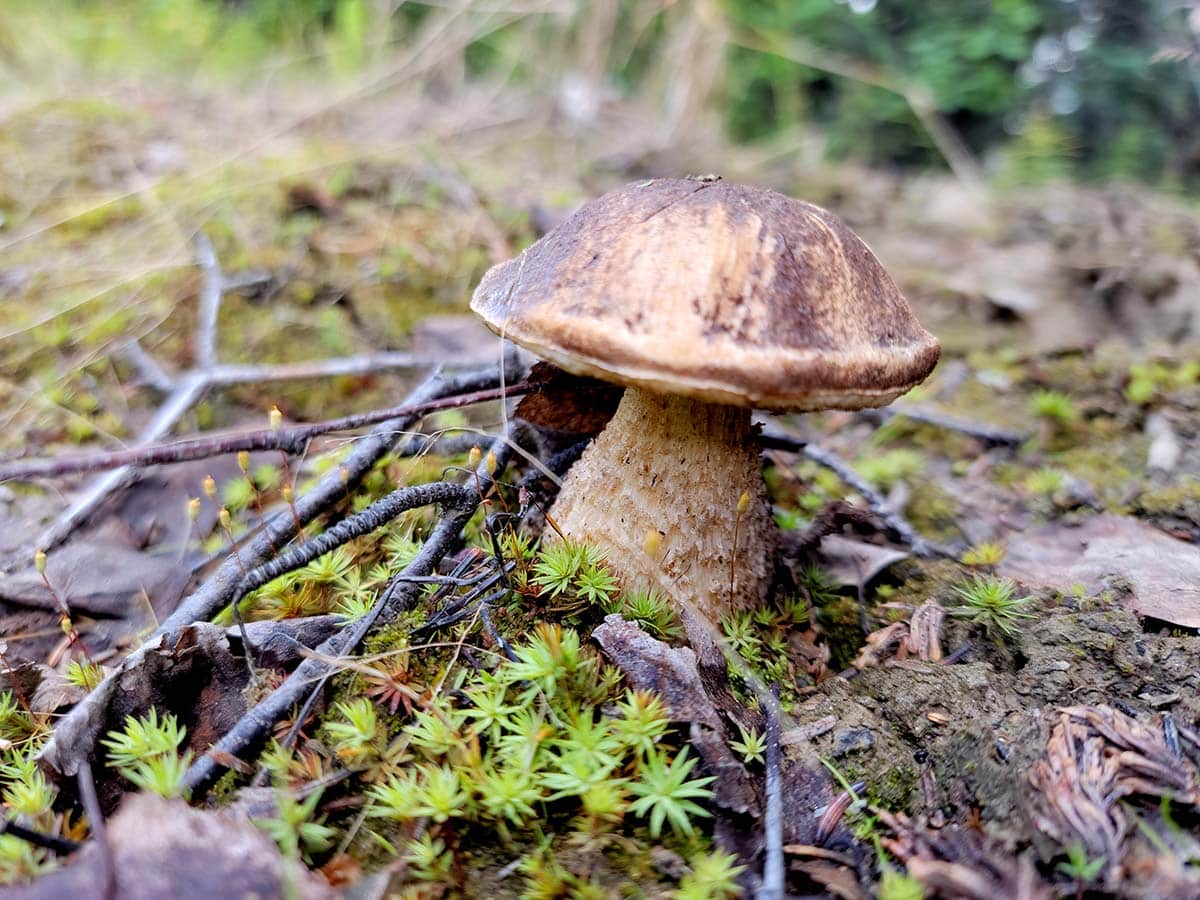 Young birch bolete in Alaska.