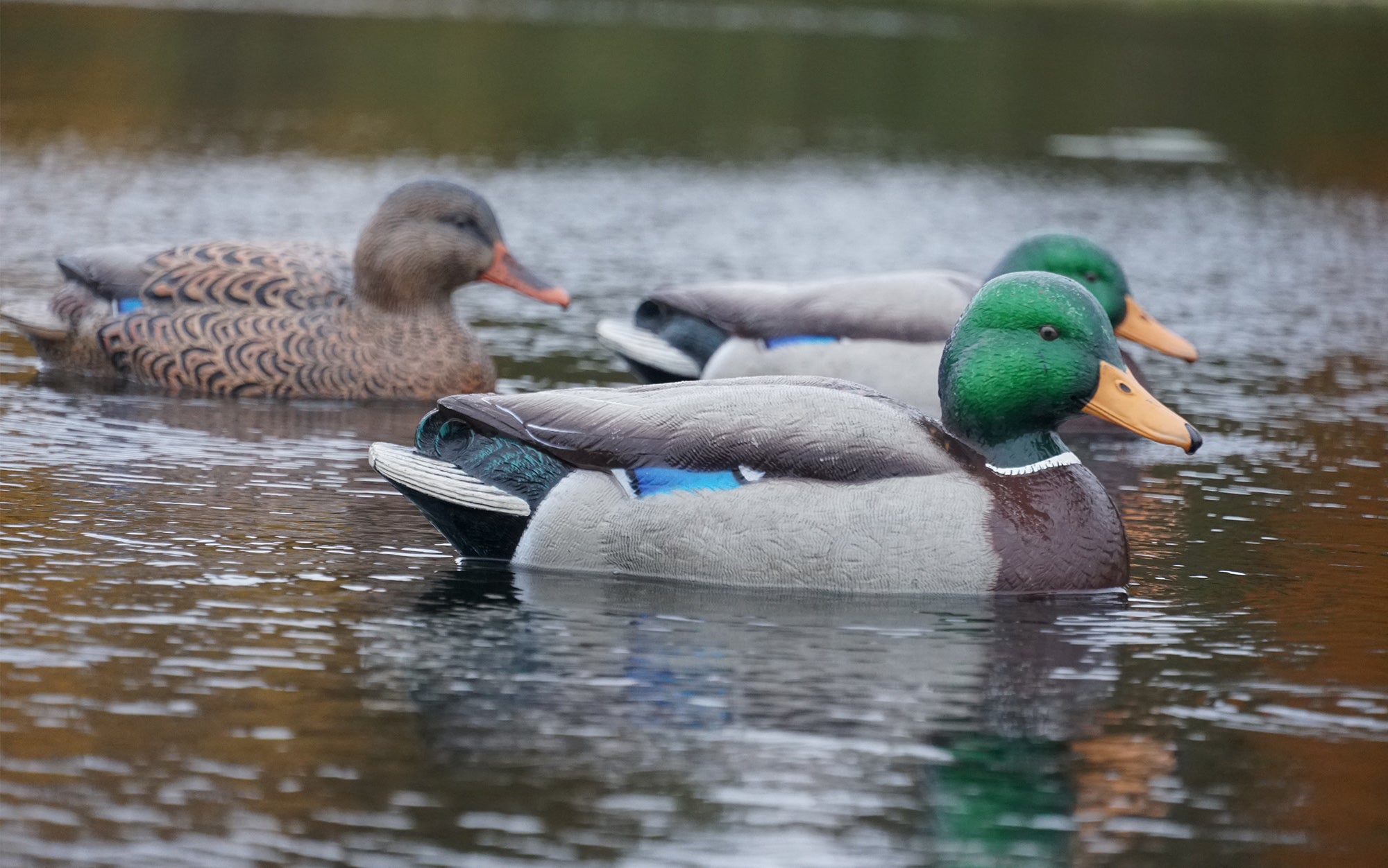 Avian-X mallard decoys on the water.