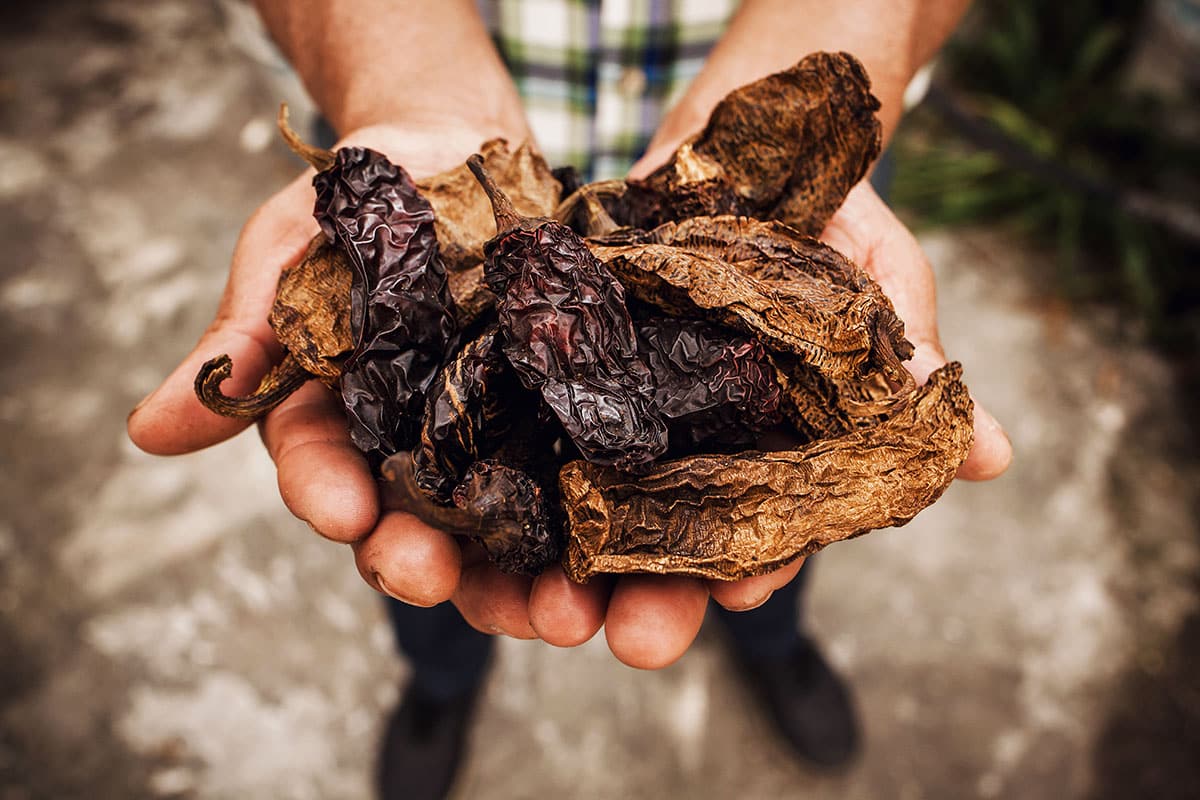 Holding a handful of both types of chipotles, meco and morita. 