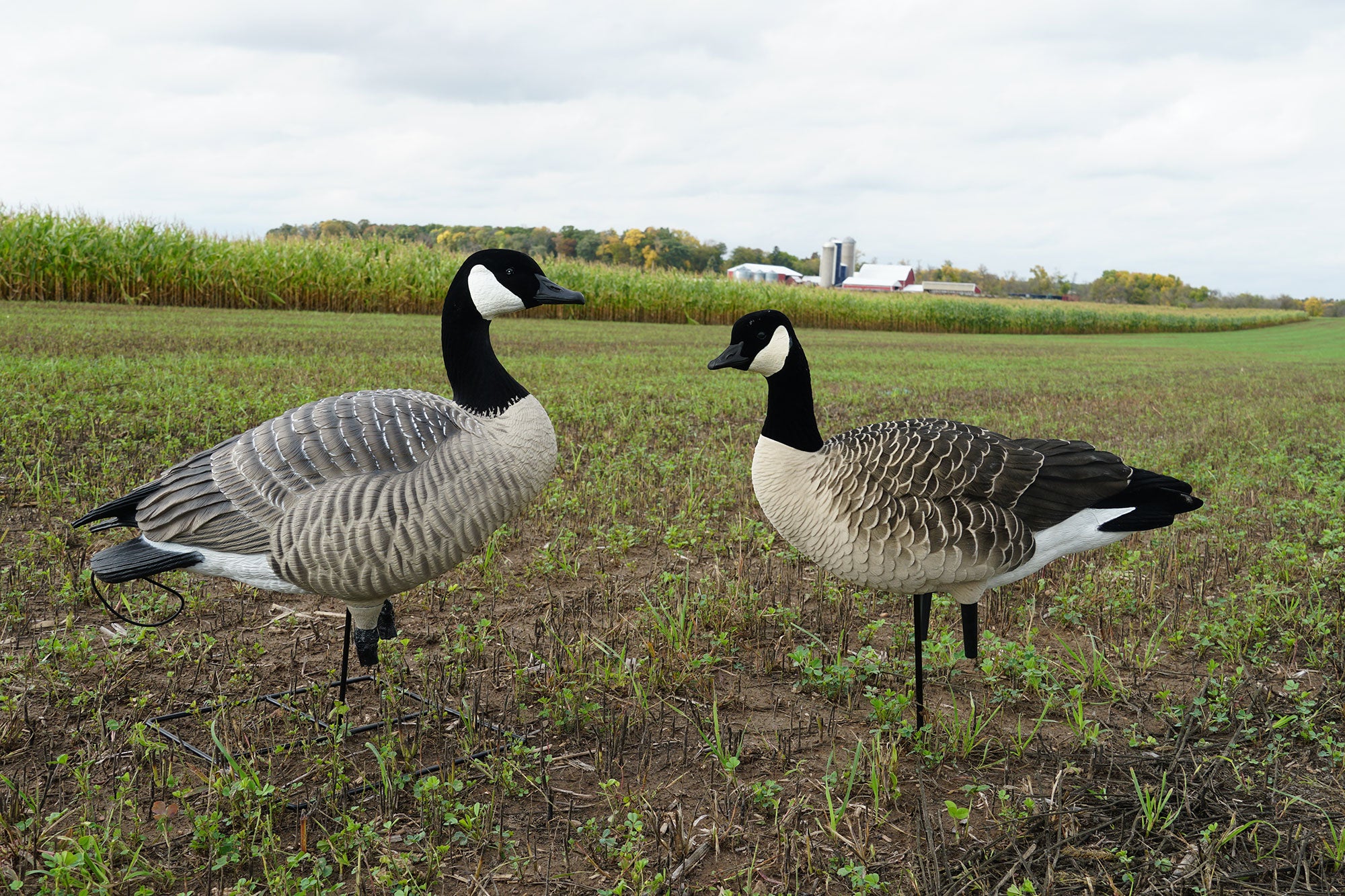 Best Goose Decoys of 2023 Afield Daily