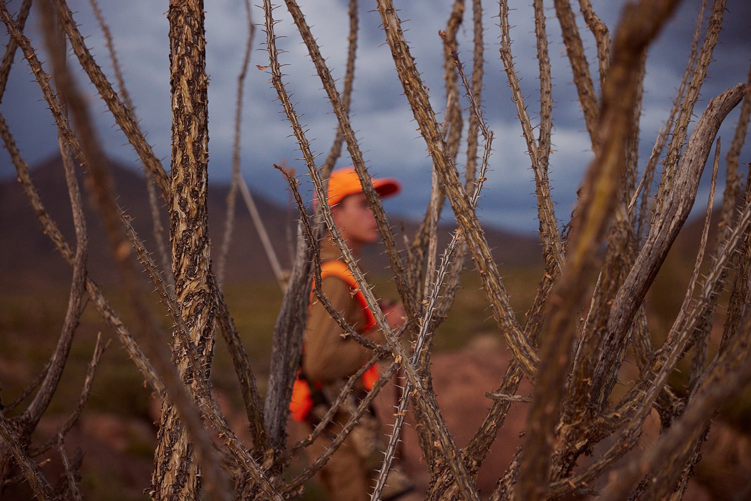 hunter out of focus in background behind prickly desert brush