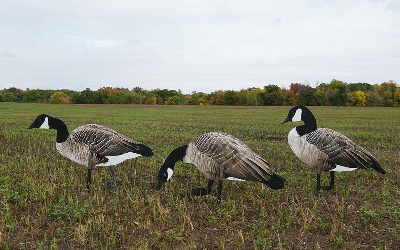 Real Geese Pro Series II