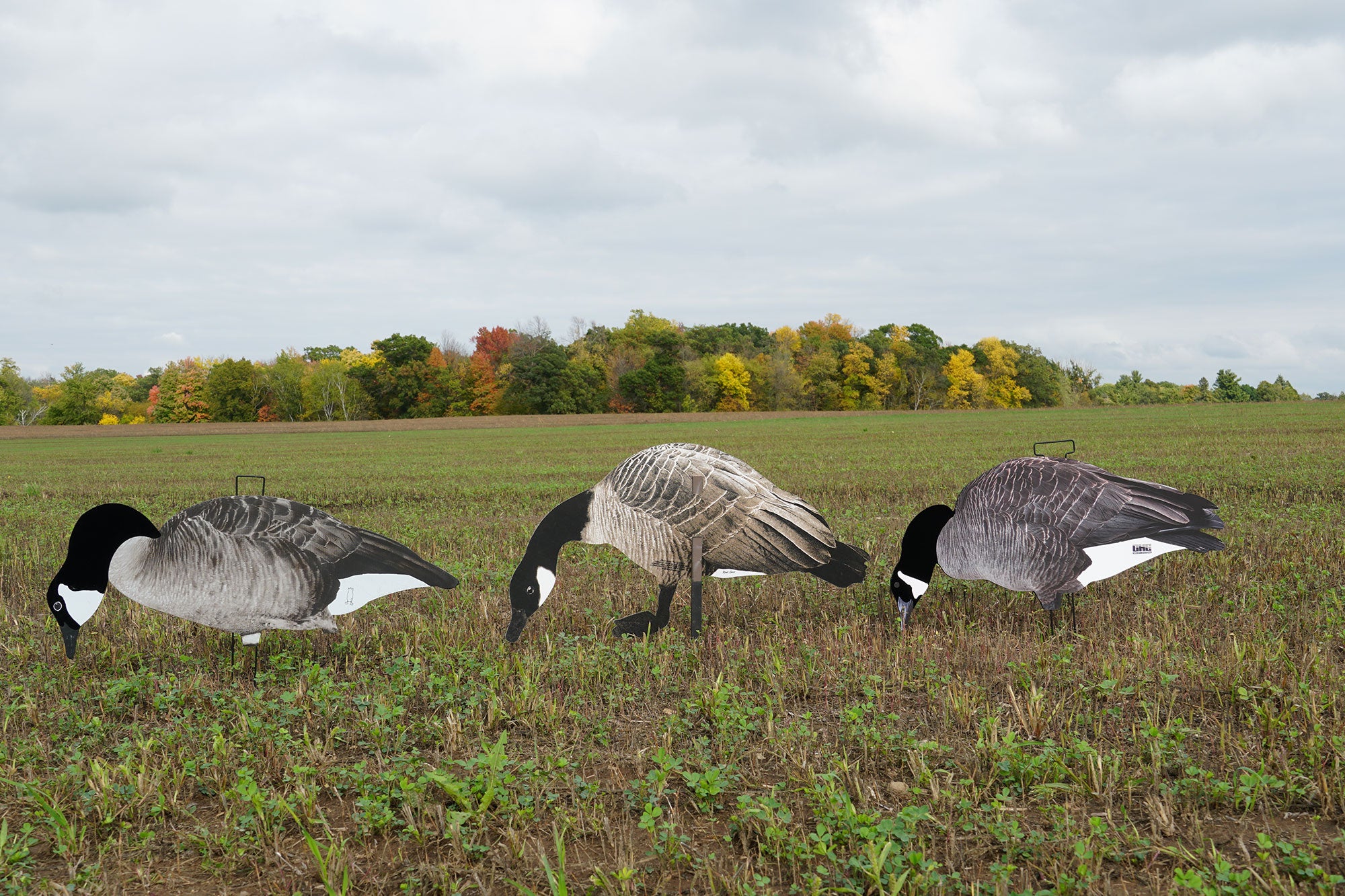 goose decoys