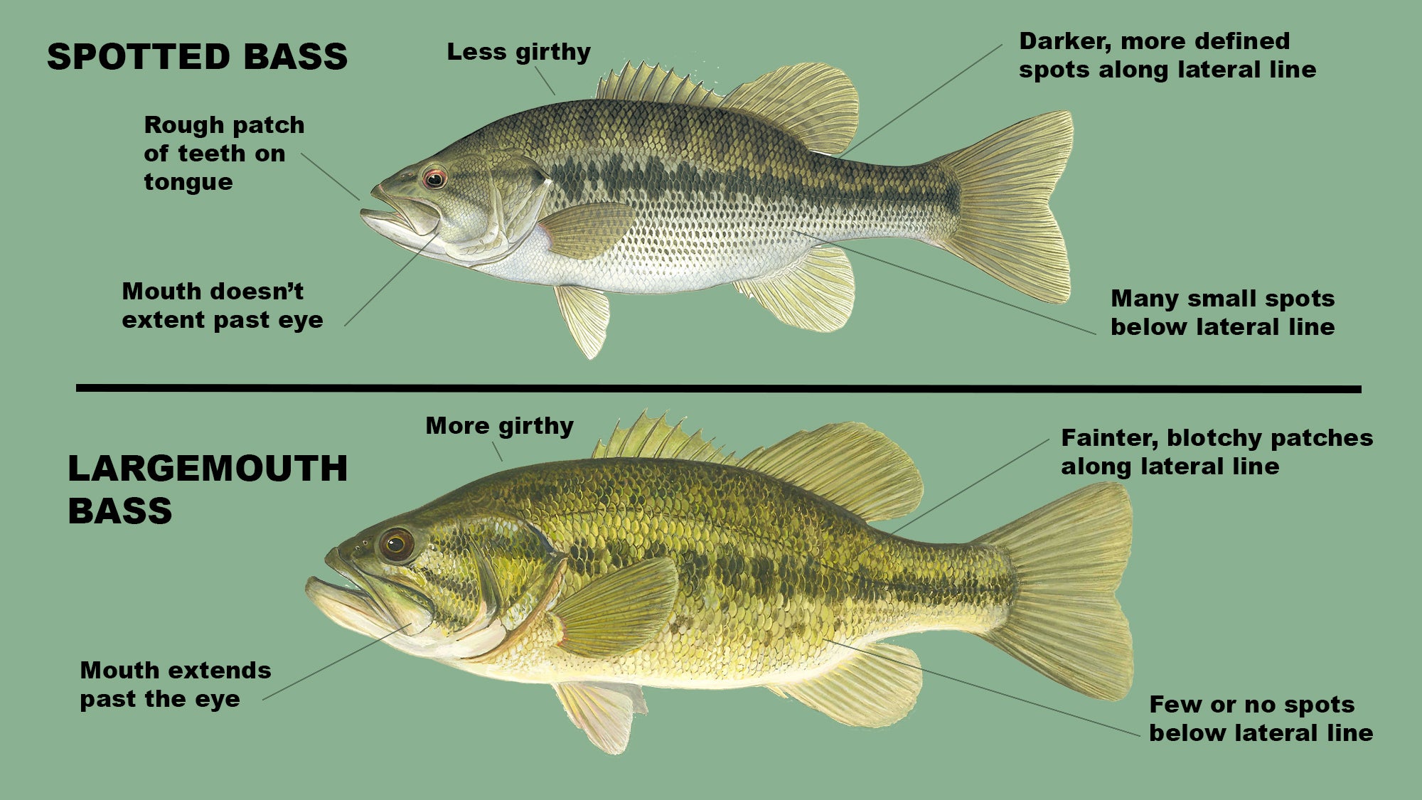 Spotted Bass Vs Largemouth Bass Afield Daily