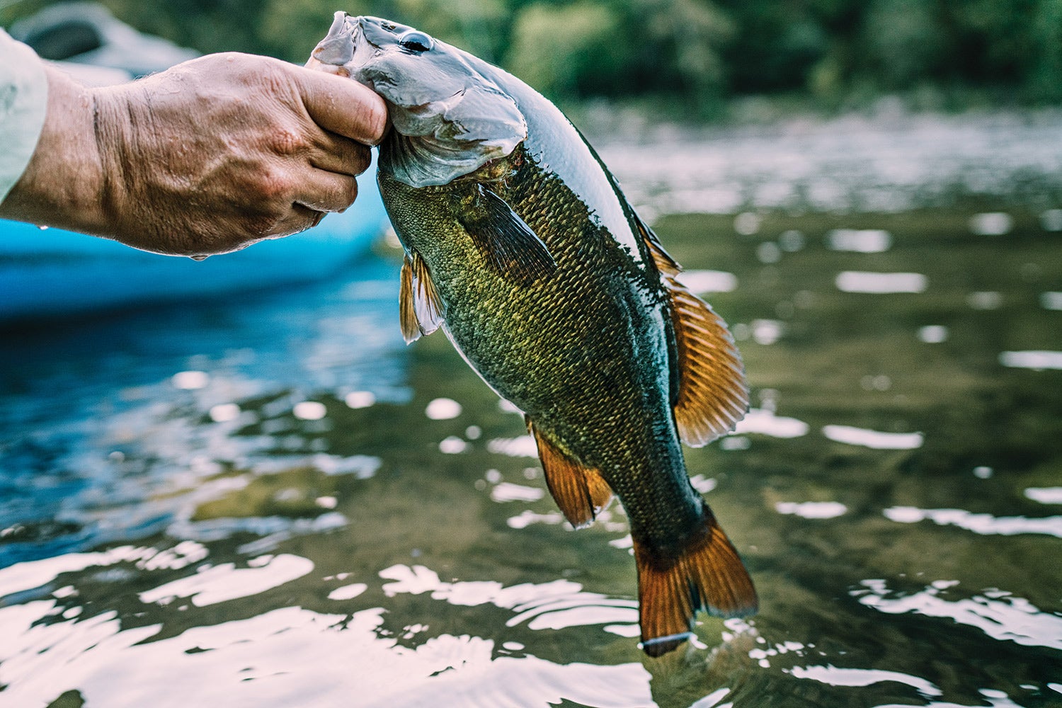 hand holds out smallmouth bass by lip